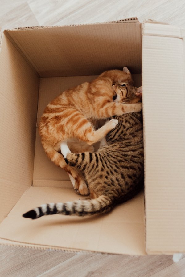 An orange and brown cats in a cardboard box.