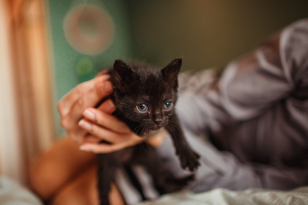 A black kitten being held by a person.