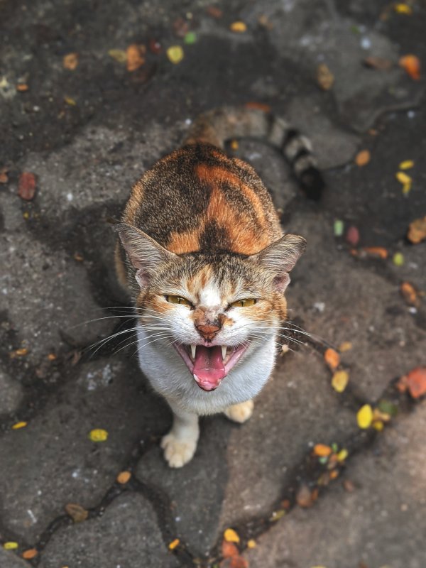 A cat outdoors growling.