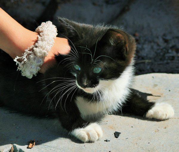 A person touching a black and white kitten that is  lying on a white surface.