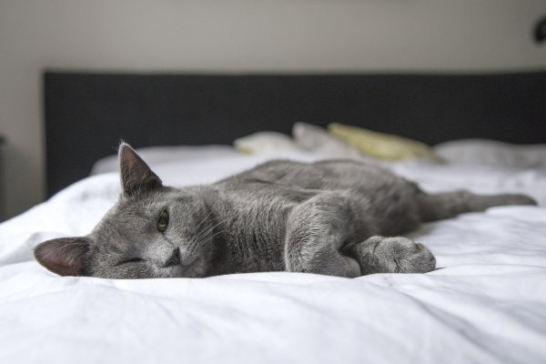 A gray cat lying on a bed covered with a white blanket.