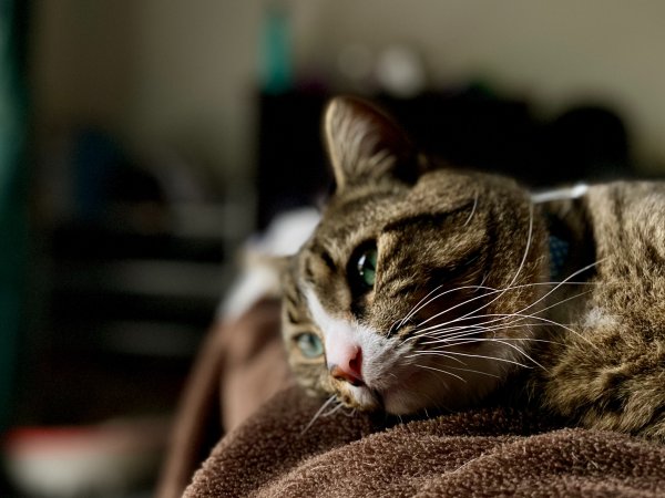 Tabby cat lying on a brown blanket.