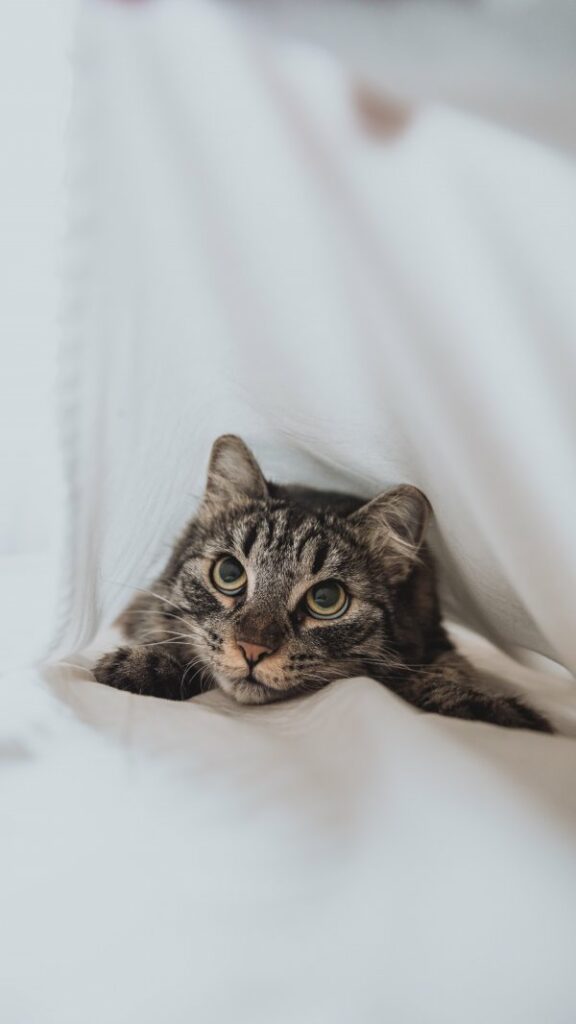 A brown and black cat lying on a white textile staring.