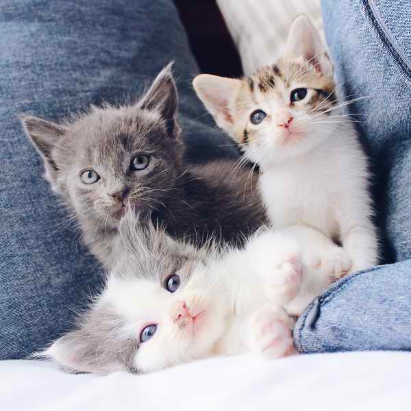 Three kittens of different colors staring.