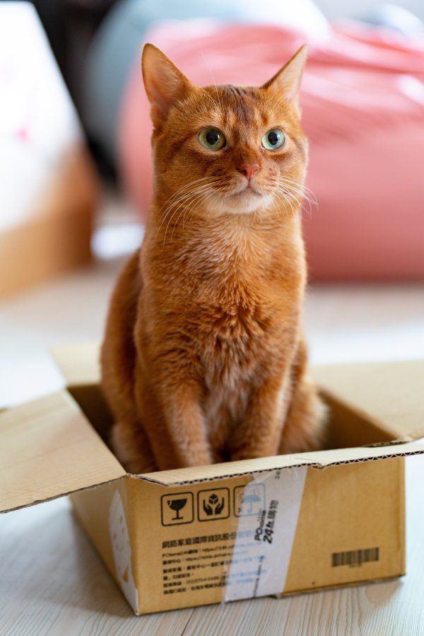Orange tabby cat inside a little cardboard box.